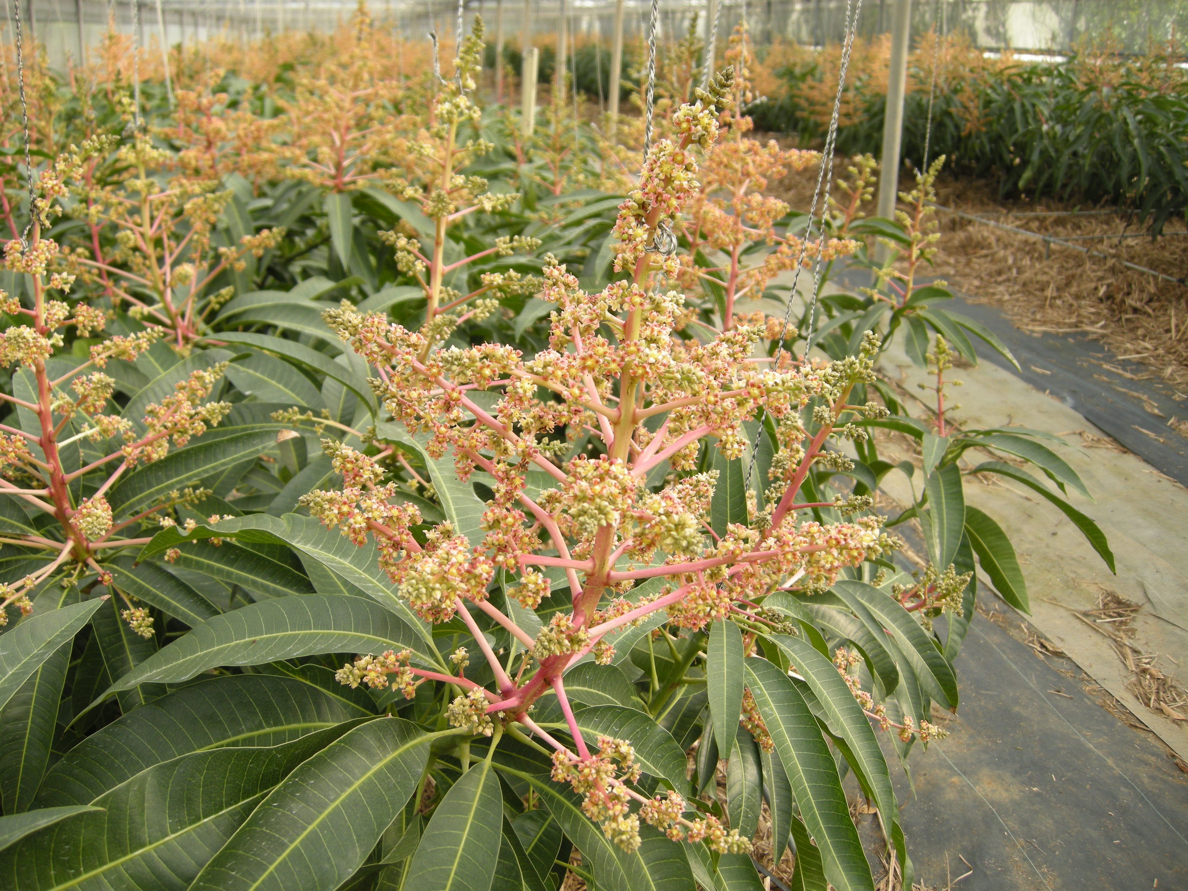 agri manager